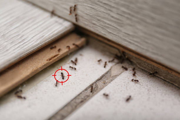 Trusted Tuckahoe, VA Pest Control Experts